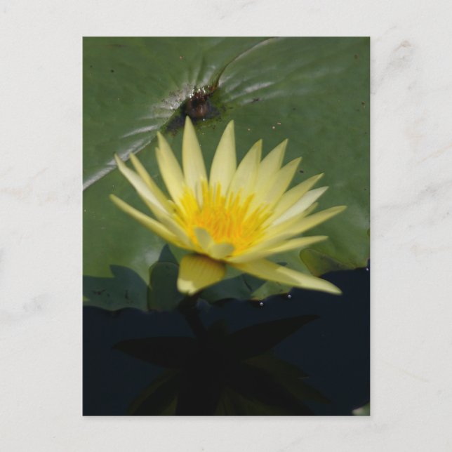 Carte postale de Lotus jaune Nénuphar (Devant)