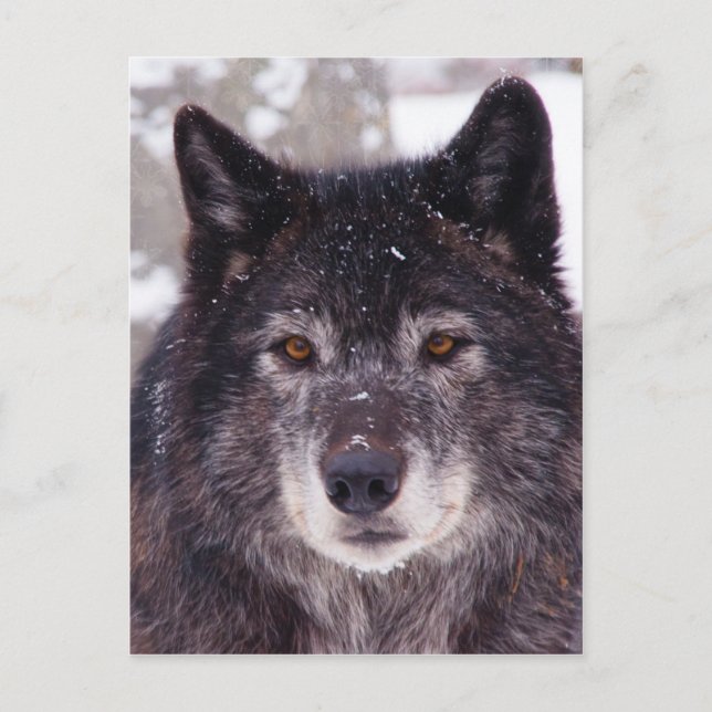 Carte postale de loup noir (Devant)