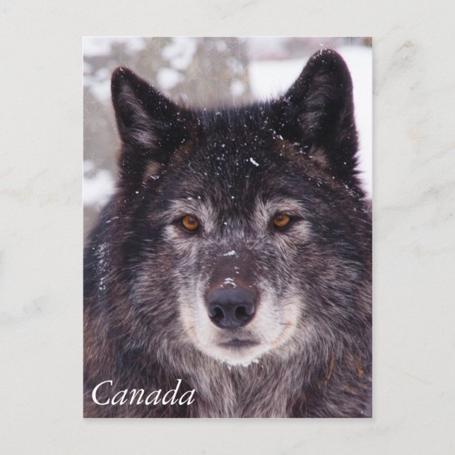 Carte postale de loup noir - Canada (Devant)