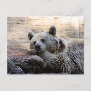 Carte postale de l'ours