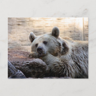 Carte postale de l'ours