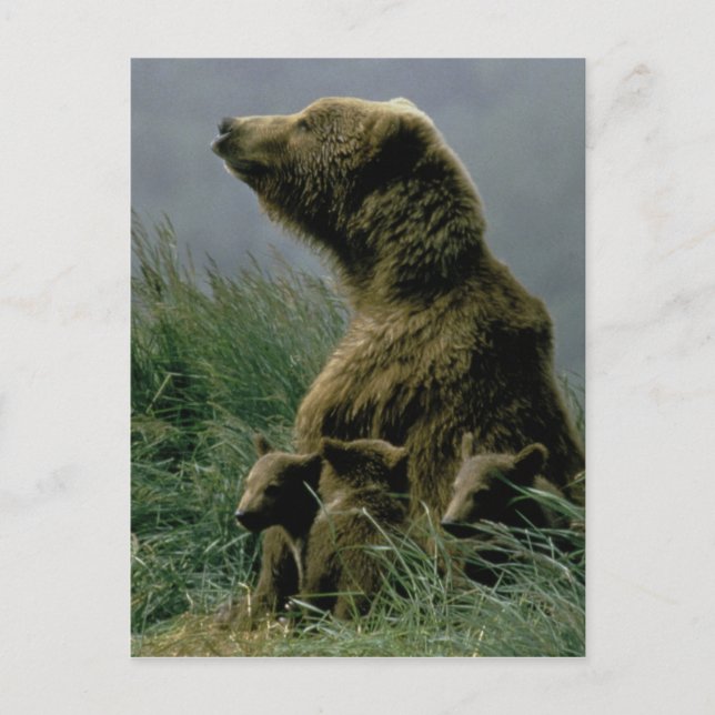 Carte postale de l'ours et des petits Kodiak (Devant)