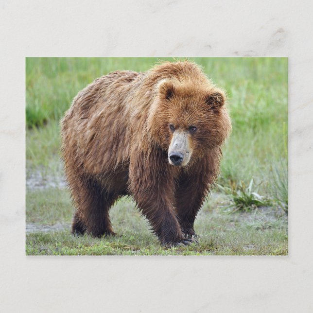 Carte postale de l'ours grizzli (Devant)