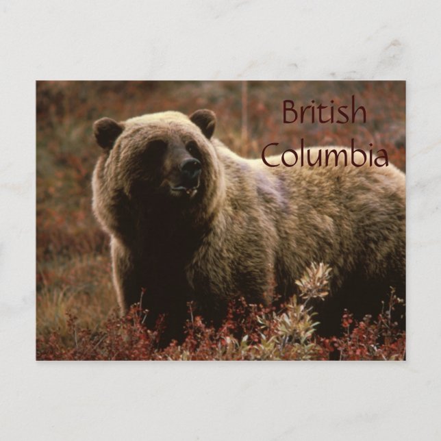 Carte postale de l'ours grizzli de la Colombie-Bri (Devant)