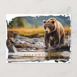 Carte postale de l'ours grizzli de Yellowstone