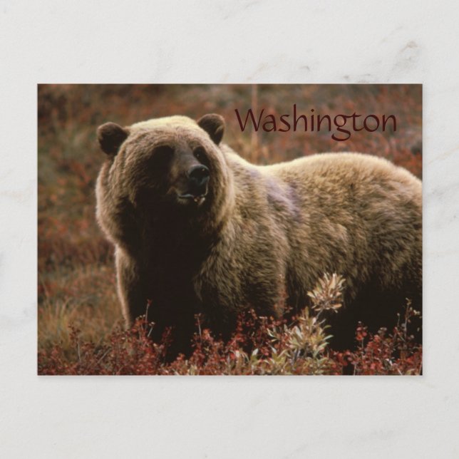Carte postale de l'ours grizzly de Washington (Devant)