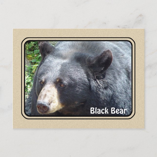 Carte postale de l'ours noir (Devant)