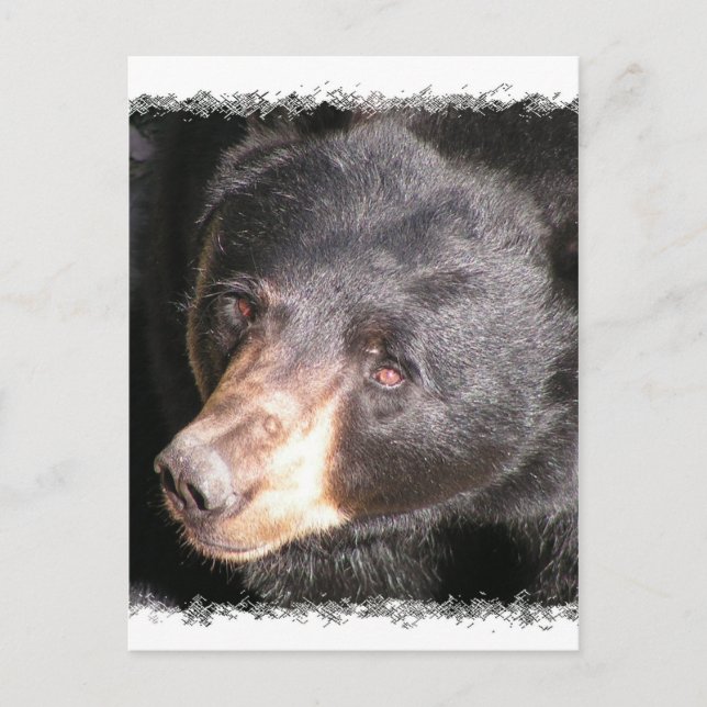 Carte postale de l'ours noir (Devant)