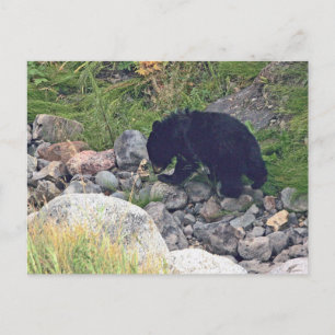 Carte postale de l'ourson noir