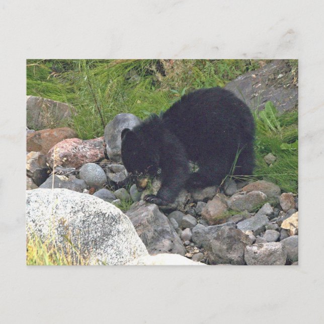 Carte postale de l'ourson noir à Yellowstone (Devant)