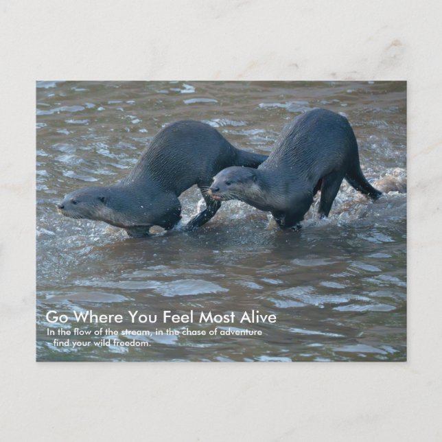 Carte postale de loutres à poil lisse (Devant)