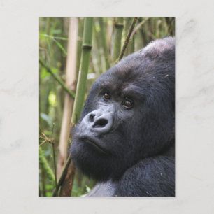 Carte postale de Lowland Gorilla