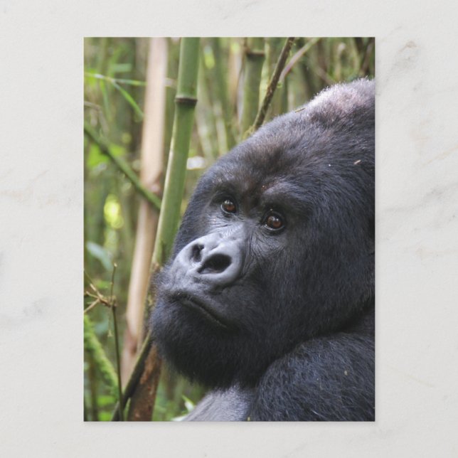 Carte postale de Lowland Gorilla (Devant)