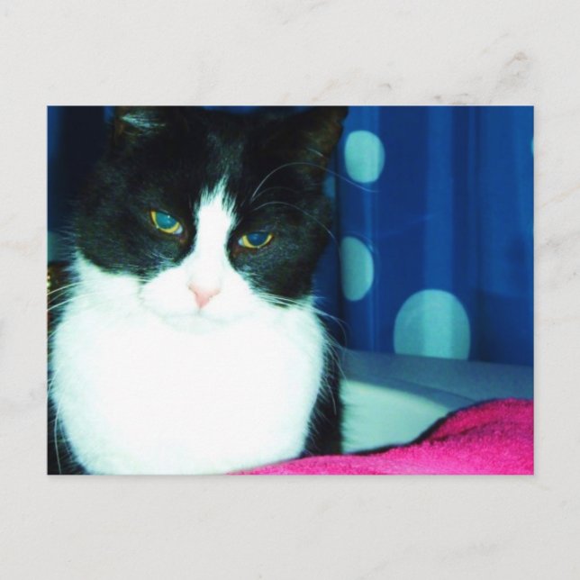 Carte postale de lueur de chat de Kitty (Devant)
