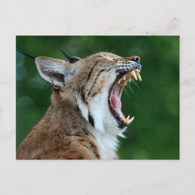 Carte postale de lynx bâillant (Devant)