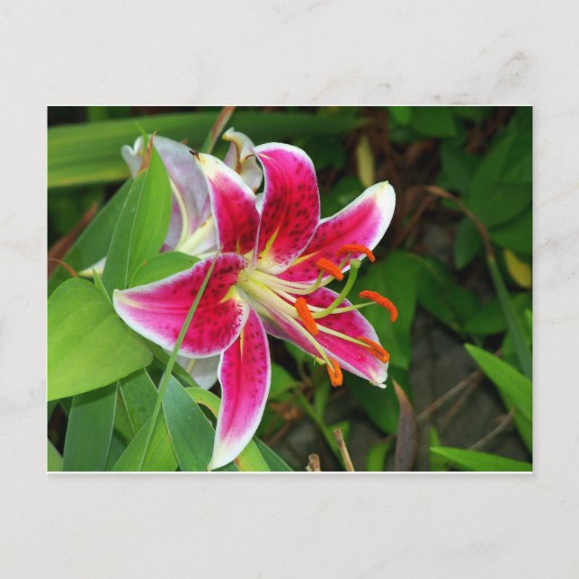 Carte postale de lys Stargazer oriental rose (Devant)