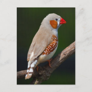 Carte postale de M. Finch