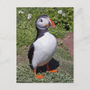 Carte postale de macareux