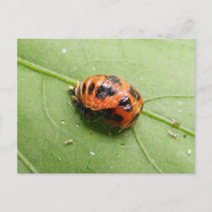 Carte postale de Madame Pupa