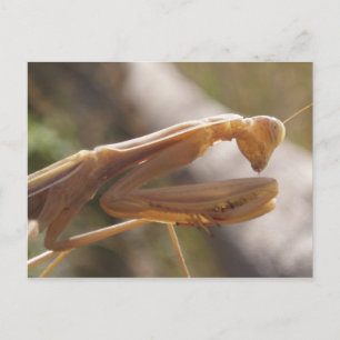 Carte postale de Mantis
