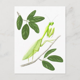 Carte postale de Mantis