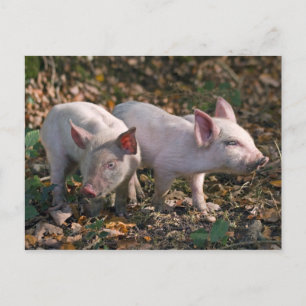 Carte postale de marcassins sauvages