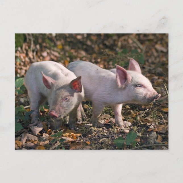 Carte postale de marcassins sauvages (Devant)