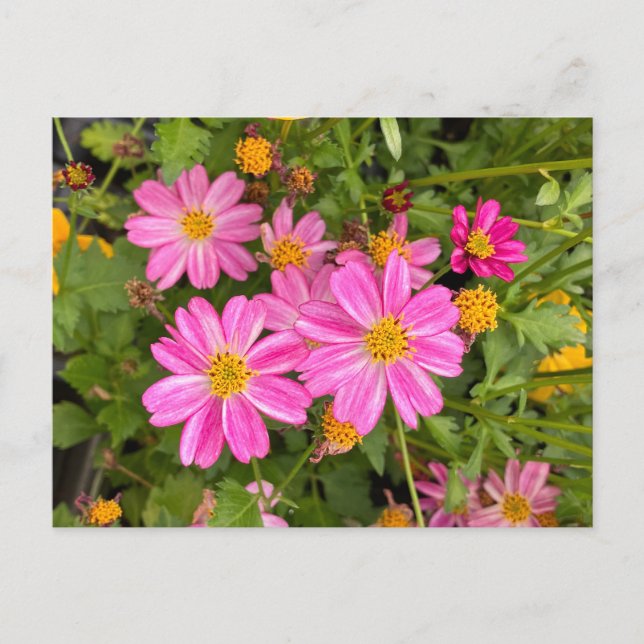 Carte postale de marguerite rose ©️ Diane Heller,  (Devant)