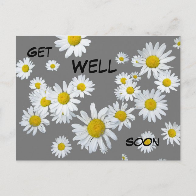 Carte postale de marguerites blanches de couleur p (Devant)
