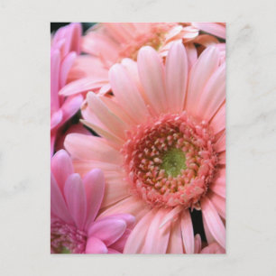 Carte postale de marguerites colorées