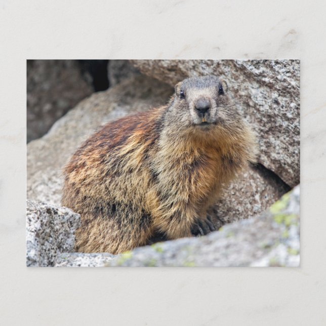 Carte postale de Marmotte alpine (Devant)