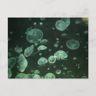 Carte postale de méduse