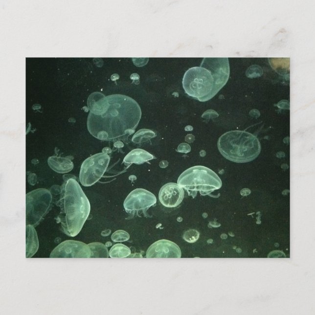 Carte postale de méduse (Devant)