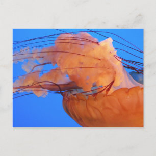 Carte postale de méduse de natation