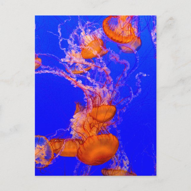 Carte postale de méduse orange | Art de la vie mar (Devant)