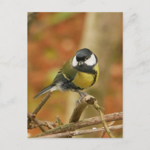 Carte postale de Mésange charbonnière