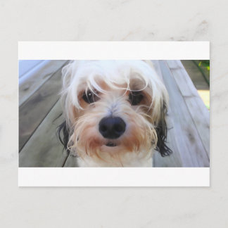 Carte postale de mignon chien sur banc