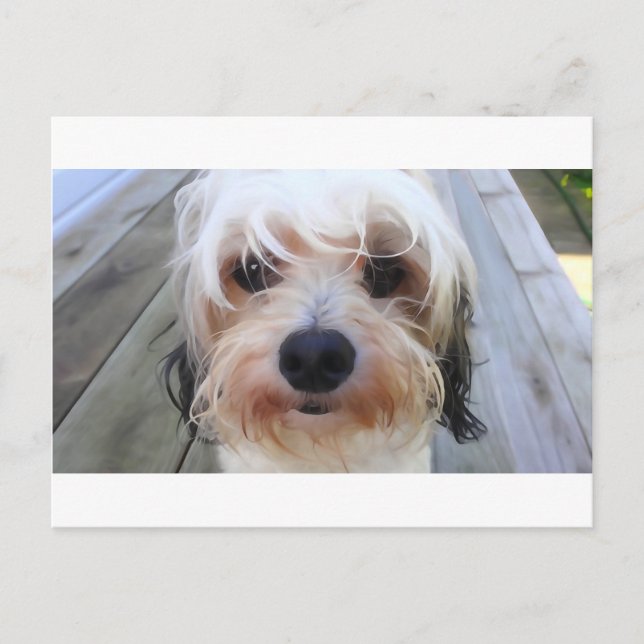 Carte postale de mignon chien sur banc (Devant)