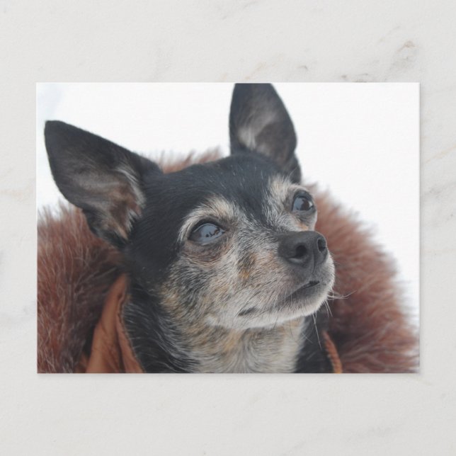 Carte postale de Mignon Chihuahua Photos (Devant)