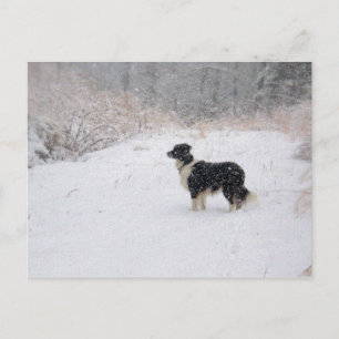 Carte postale de Milou border collie