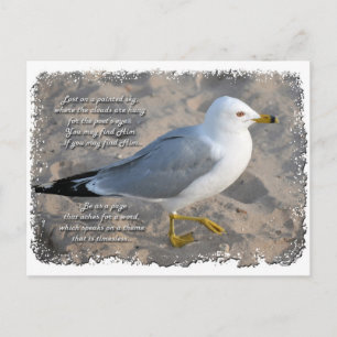 Carte postale de mouette
