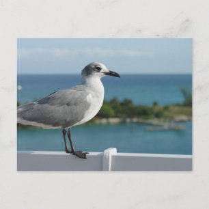 Carte postale de mouette au paradis