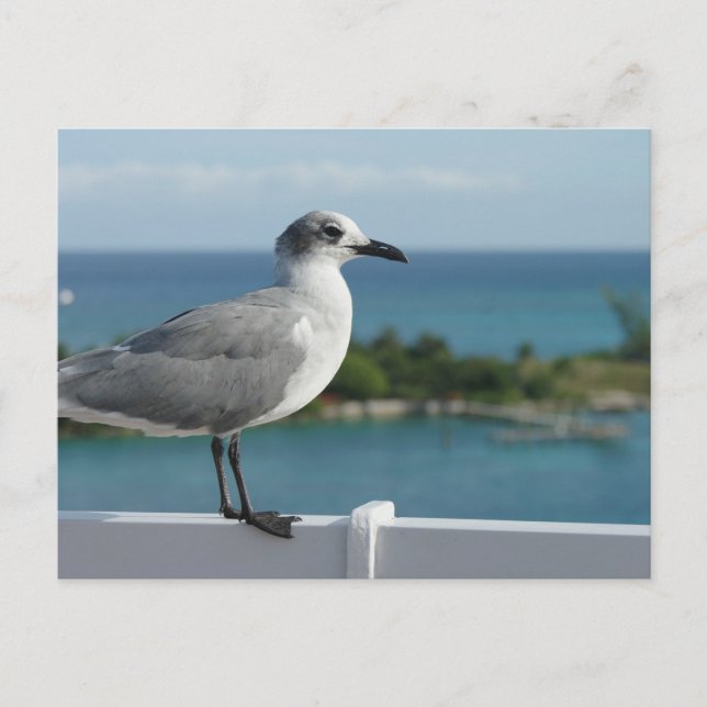 Carte postale de mouette au paradis (Devant)