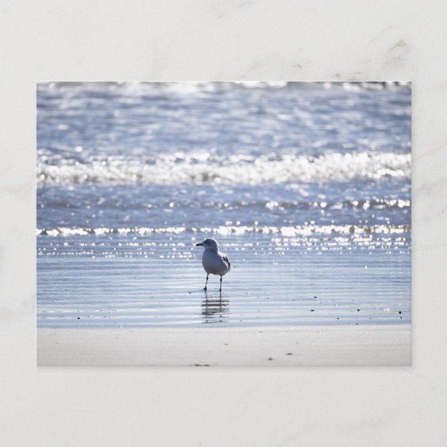 Carte postale de mouette dans l'océan (Devant)