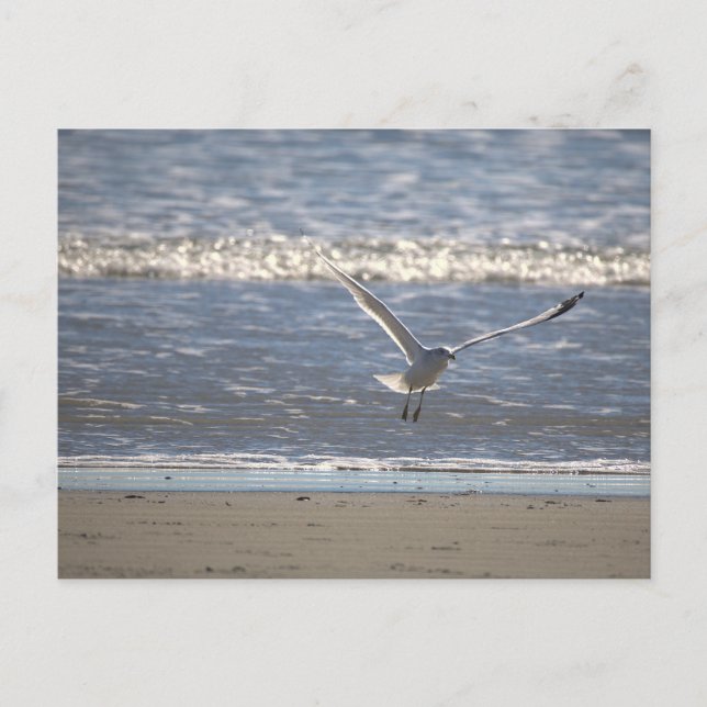 Carte postale de mouette en vol (Devant)