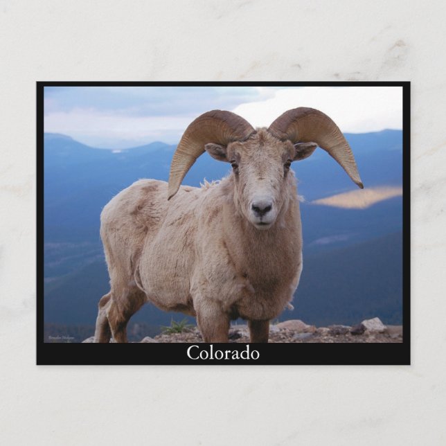 carte postale de moutons, Colorado (Devant)