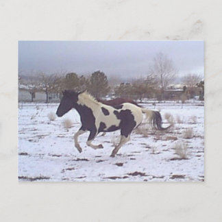 Carte postale de Mustang-Spirit