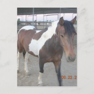 Carte postale de Mustang-Spirit