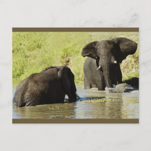 Carte postale de natation d'éléphant (éléphant afr