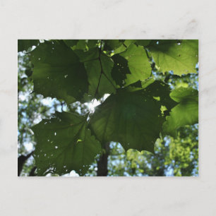 Carte postale de nature régulière